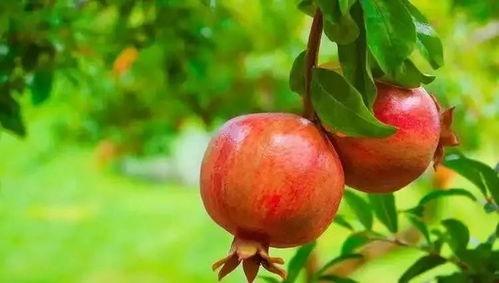 娱乐吃瓜酱买石榴,石榴盛宴，甜蜜来袭！  第2张